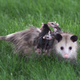 A mother opossum carries her babies as she makes her way back to her den after a night out in a neighborhood on the far east side of Indianapolis, Friday, May 12, 2000.